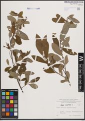Foto von Salix cinerea L.